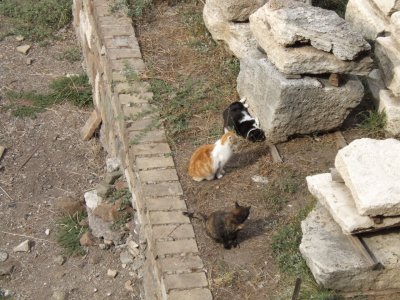 RJ3 Cats in the ancient ruins.JPG