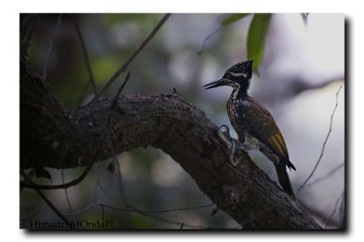 Little Scaly Billed Green Woodpecker - Chinatamani Kar, Kolkata