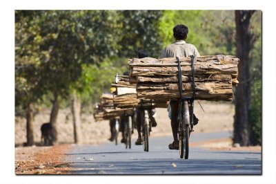 Simlipal National Park - Forest destruction