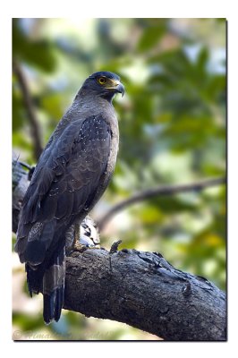 Crested Serpent Eagle, Simlipal national Park