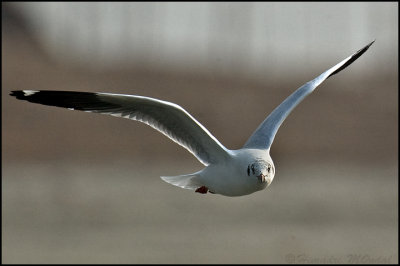 Brown headed gull