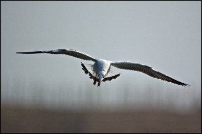 Brown headed gull