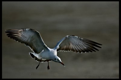 Brown headed gull