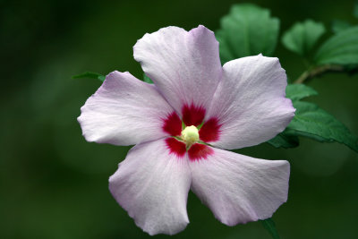 Rose of Sharon: Hibiscus syriacus