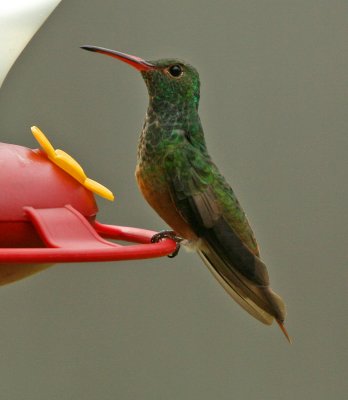 Buff-bellied Hummingbird   Amazilia yucatanensis