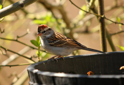 Swamp Sparrow: Melospiza georgiana