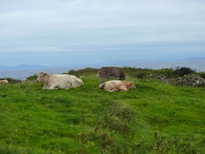 P1000380.jpg