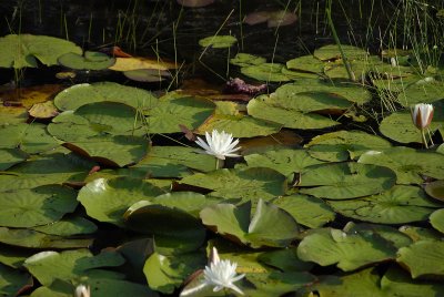 _DSC8260.jpg