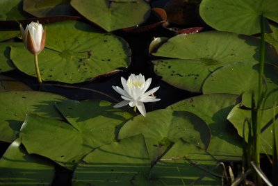 _DSC8262.jpg
