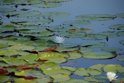 _DSC8264.jpg