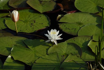 _DSC8267.jpg