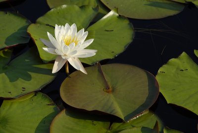 Alligator Lake - Lily Pads