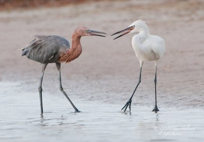 Reddish Egrets: The Clowns of the Family