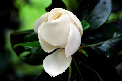 Rainy day magnolia