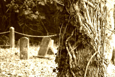 Sentinel of the grave...