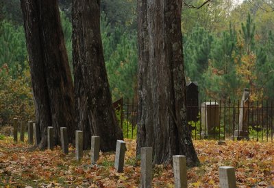 Trees and stones