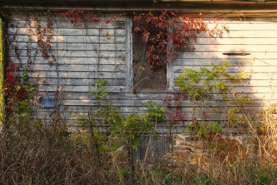 Nature encroaches