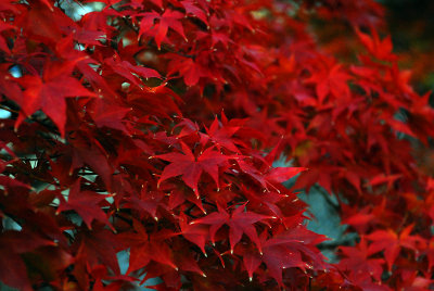 Japanese Maple 2007