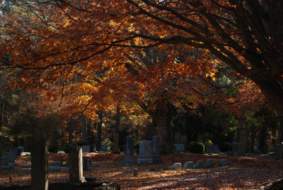 Canopy of color