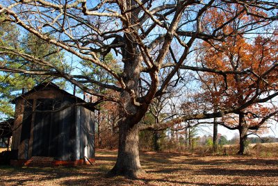 Tobacco barn and oak