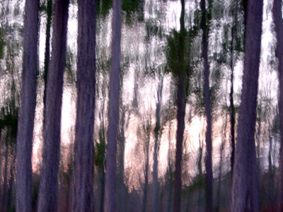 Forest, camera in motion