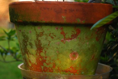 Pot waiting for gardener