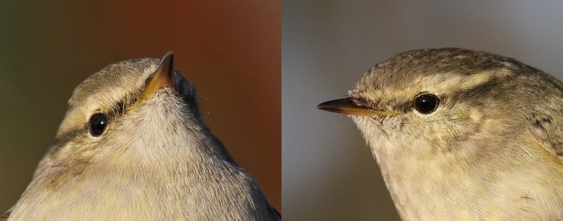 Bergstaigasngare - Humes Warbler (Phylloscopus humei)