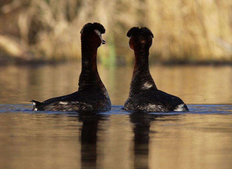 Grhakedopping - Red-necked Grebe (Podiceps grisegena)