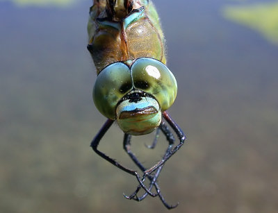 Kejsartrollslända - Emperor dragonfly (Anax imperator)