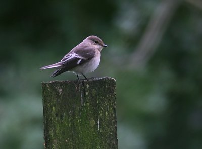 Halsbandsflugsnappare - Collared Flycatcher (Ficedula albicollis)