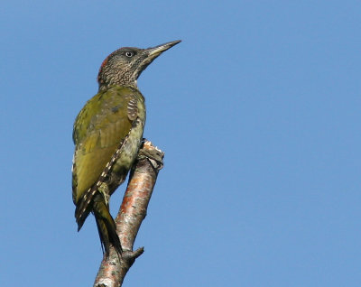 Grngling - Green Woodpecker (Picus viridis)