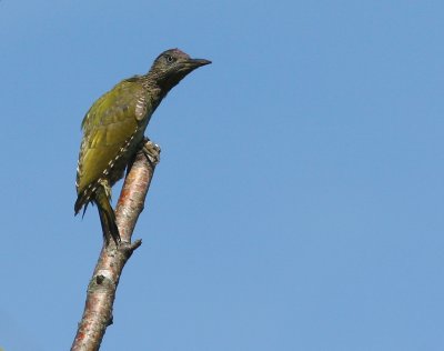 Grngling - Green Woodpecker (Picus viridis)