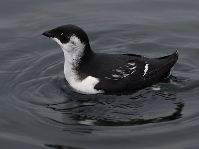 Alkekung - Little Auk (Alle alle)