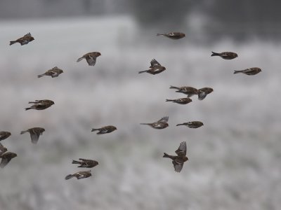 Vinterhmpling - Twite (Carduelis flavirostris)