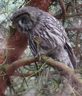 Lappuggla - Great Grey Owl (Strix nebulosa)