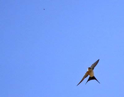 Rostgumpsvala - Red-rumped Swallow (Hirundo daurica)