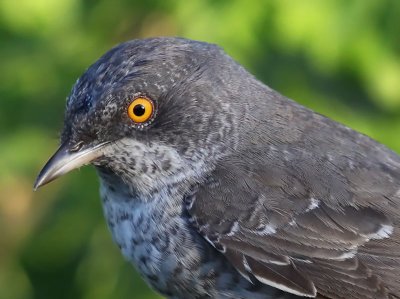 Hksngare - Barred Warbler (Sylvia nisoria)