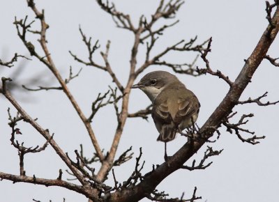 rtsngare - Lesser Whitethroat (Sylvia curruca)