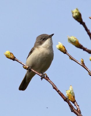 rtsngare - Lesser Whitethroat (Sylvia curruca)