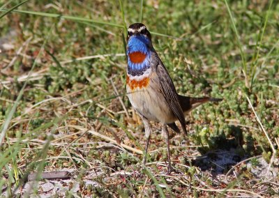 Blhake - Bluethroat (Luscinia svecica)