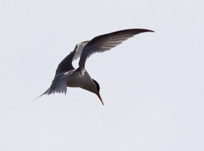 Smtrna - Little Tern (Sterna albifrons)
