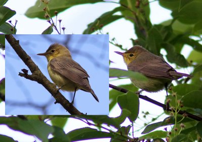 Polyglottsngare - Melodious Warbler (Hippolais polyglotta) vs. Hrmsngare - Icterine Warbler (Hippolais icterina)