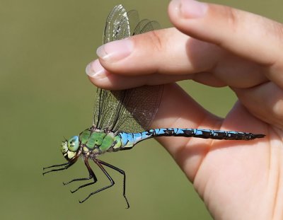 Kejsartrollslända - Emperor dragonfly (Anax imperator)