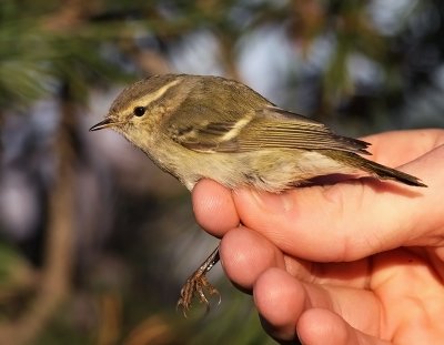 Bergstaigasångare - Humes Warbler (Phylloscopus humei)