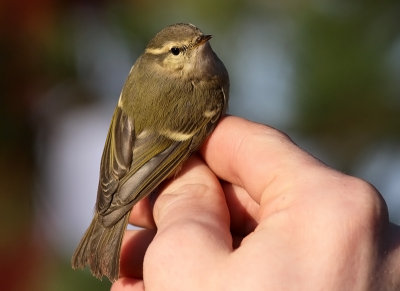 Bergstaigasångare - Humes Warbler (Phylloscopus humei)