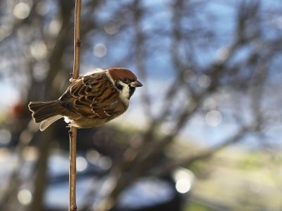 Pilfink - Tree Sparrow (Passer montanus)