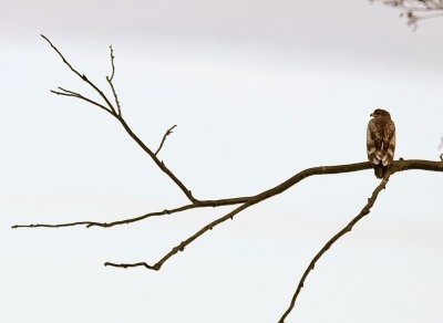 Stäppörn - Steppe Eagle (Aquila nipalensis)