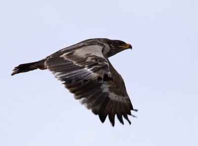 Stäppörn - Steppe Eagle (Aquila nipalensis)