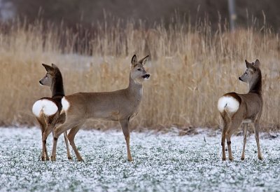 Rdjur - Roe deer (Capreolus capreolus)