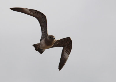 Fjllabb - Long-tailed Skua (Stercorarius longicaudus)